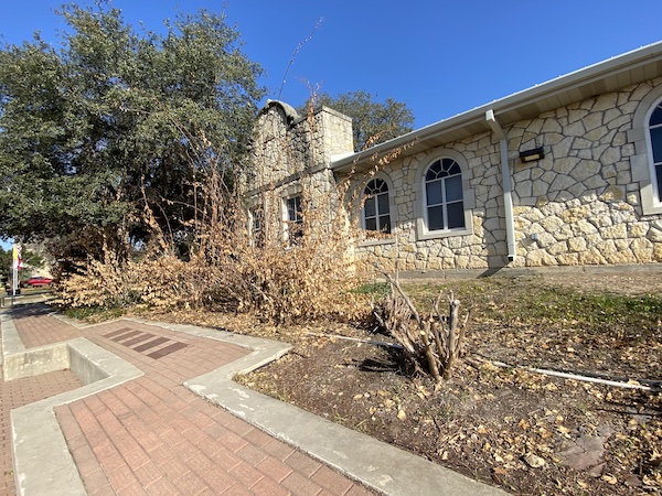 Bougainvilleas cut back to the ground.