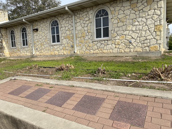 Bougainvilleas in the Winter.
