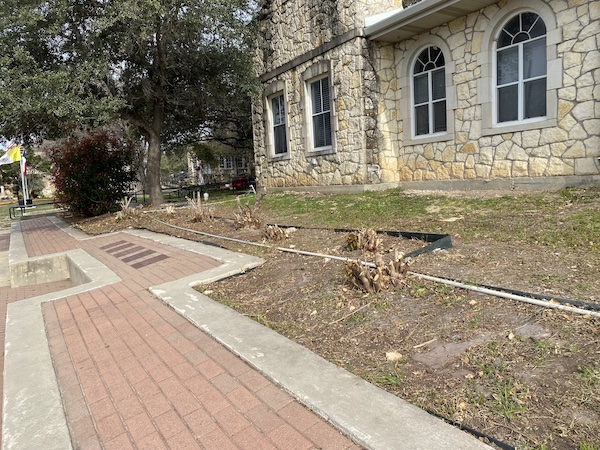 Bougainvilleas cut back to the ground.