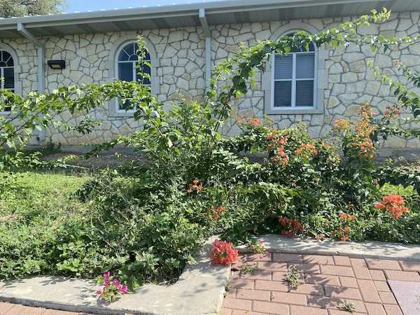 Bougainvilleas in the ground.