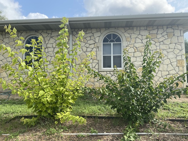 Bougainvilleas in the ground.