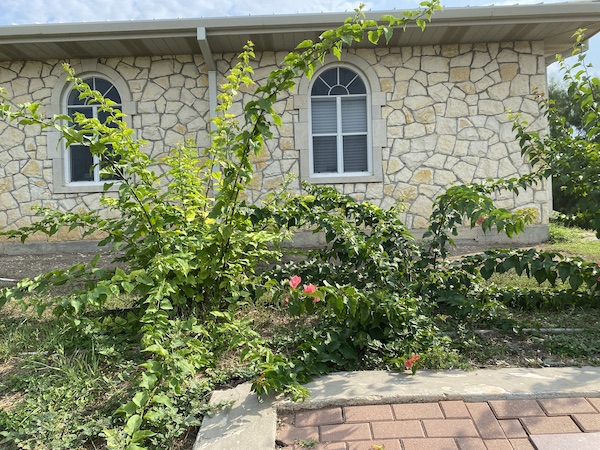 Bougainvilleas in May.