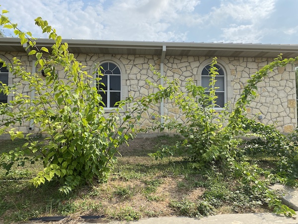 Bougainvilleas in the ground.