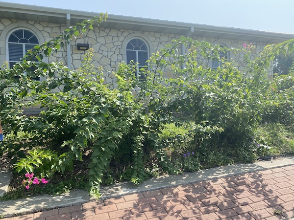 Bougainvilleas in May.