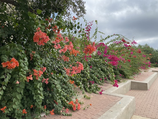 Bougainvilleas in November.