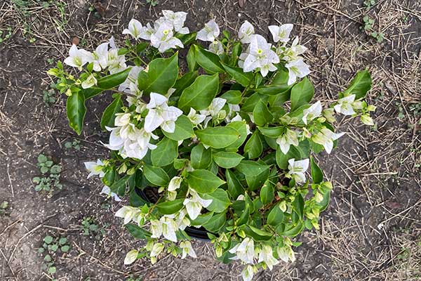 White Bougainvillea in a pot that is growing white bracts.