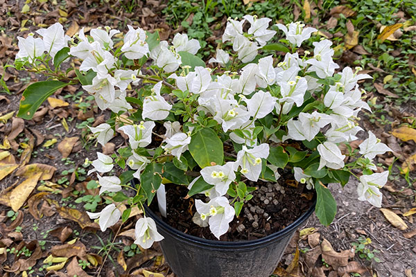 White Bougainvillea in a pot.