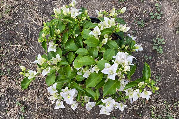 Bushy Bougainvillea with lots of white bracts.