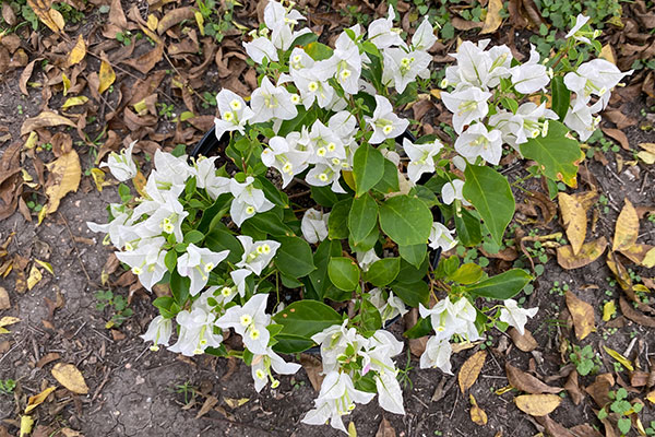 Bushy Bougainvillea with lots of white bracts.