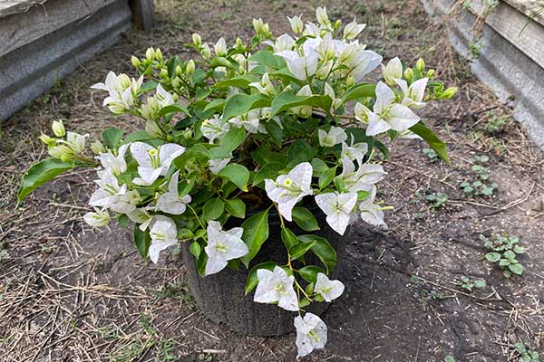 Bushy Bougainvillea with lots of white bracts.