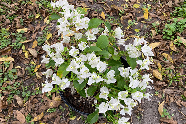 Bushy Bougainvillea with lots of white bracts.